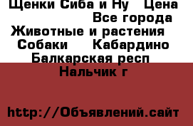 Щенки Сиба и Ну › Цена ­ 35000-85000 - Все города Животные и растения » Собаки   . Кабардино-Балкарская респ.,Нальчик г.